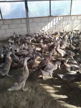 Dijual bebek petelur