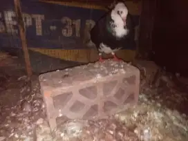 Sepasang burung merpati
