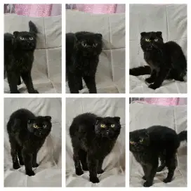 Scottish fold Betina