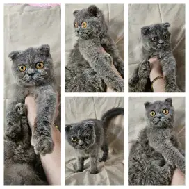 Bsh Scottish Fold Betina