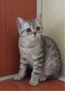 Kucing kitten British Shorthairr super premium