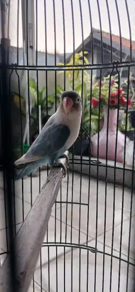 LOVE BIRD BLUE ICE parput Jantan...MURMER
