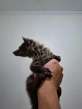 Baby Musang Akar Borneo Usia 45 hari, Jitot + SKL (Bonus Kandang)