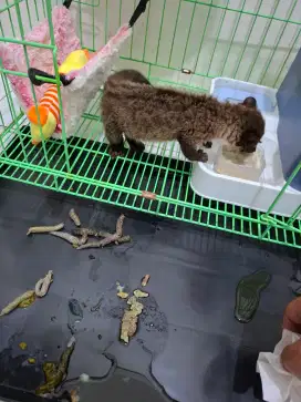 Baby Musang Akar Borneo Usia 45 hari, Jitot + SKL (Bonus Kandang)