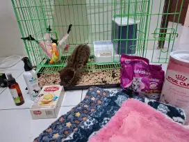 Baby Musang Akar Borneo Usia 45 hari, Jitot + SKL (Bonus Kandang)