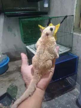 Sugar glider platinum