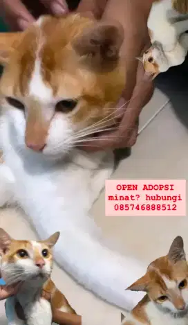 Kucing domestik