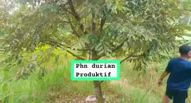 Jual tanah kebun durian murah Lewiliang Bogor barat