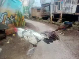 Ayam jantan pama