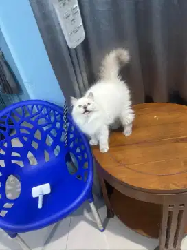anak kucing ragdol betina lynk point blue eye