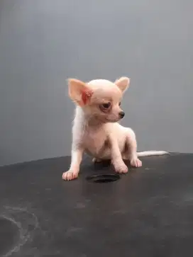 Anakan cihuahua all white