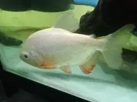 Pacu albino lokasi sawangan