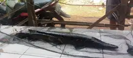 Ikan gar jumbo satu meter lebih 6 ekor