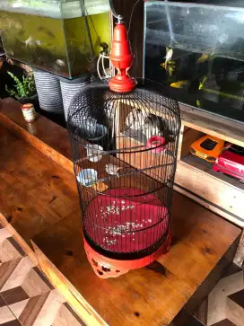 Sangkar baru plus prenjak klawu
