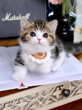 munchkin british short hair