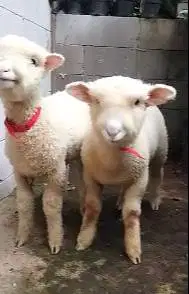 2 pasang bibit domba hias merino 4 bulanan 2 jantan 2 betina exotik ok