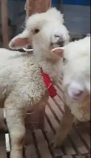 2 pasang anakan domba merino hias 4 bulanan super 2 jantan 2 betina ok