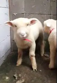 2 pasang anakan domba merino hias 4 bulanan super 2 jantan 2 betina ok