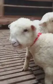 2 pasang anakan domba merino hias 4 bulanan super 2 jantan 2 betina ok
