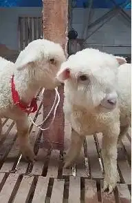 2 pasang anakan domba merino super 2 jantan 2 betina 4 bulanan unggul