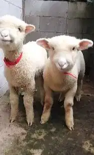 2 pasang anakan cempe domba merino 4 bulanan super 2 jantan 2 betina