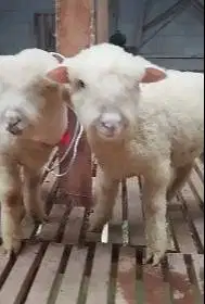 2 pasang anakan domba merino super 4 bulanan 2 jantan 2 betina exotik