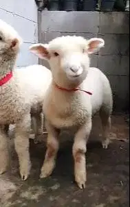 2 pasang anakan domba merino super 4 bulanan 2 jantan 2 betina exotik