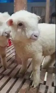 2 pasang anakan domba merino super 4 bulanan 2 jantan 2 betina exotik