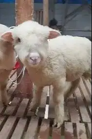 2 pasang anakan domba merino super 4 bulan 2 jantan 2 betina unggulan