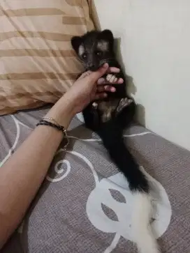 Musang bulan jantan kutekan