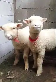 2 pasang anakan bibit domba merino hias 4 bulanan 2 jantan 2 betina ok