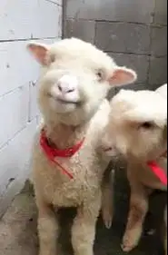 2 pasang anakan bibit domba merino hias 4 bulanan 2 jantan 2 betina ok