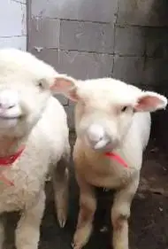 2 pasang anakan domba merino 4 bulanan super 2 jantan 2 betina unggul
