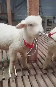 2 pasang anakan domba merino 4 bulanan super 2 jantan 2 betina unggul