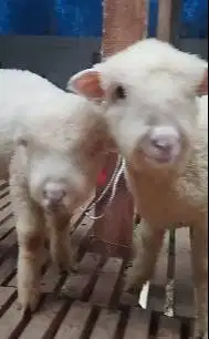 2 pasang anakan domba merino super 4 bulan unggulan 2 jantan 2 betina