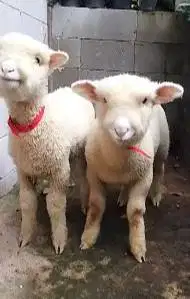2 pasang anakan domba merino super 4 bulanan 2 jantan 2 betina unggul