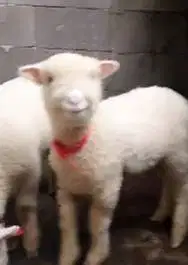 2 pasang anakan domba merino super 4 bulanan 2 jantan 2 betina unggul
