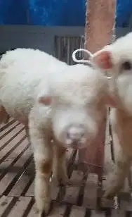 2 pasang anakan domba merino super 4 bulanan 2 jantan 2 betina unggul