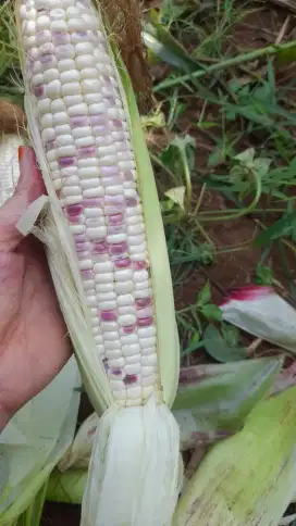 Jagung ketan panen