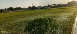Disewakan sawah jl imogiri timur Brimob Giwangan masuk 300 meter