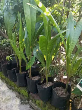 Bibit kelapa Pandan Wang