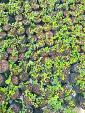 Bibit dolar rambat (creeping fig)