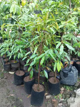 Bibit durian Musang king