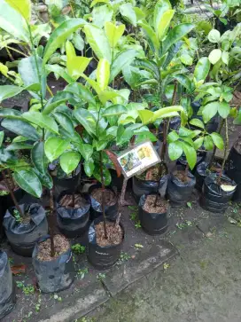 Bibit nangka cimpedak