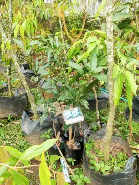 Bibit mangga Arumanis