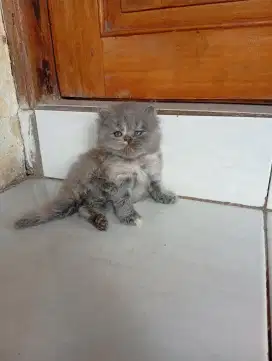 Kitten sf single fold high land