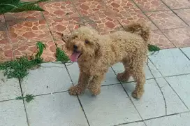 Anabul anjing pudel
