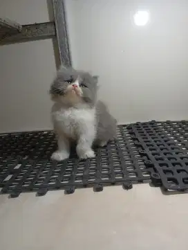 Kitten sf high land single fold female