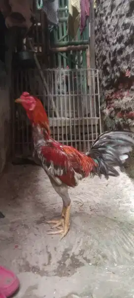 Jual cepat ayam bangkok mangoun ori