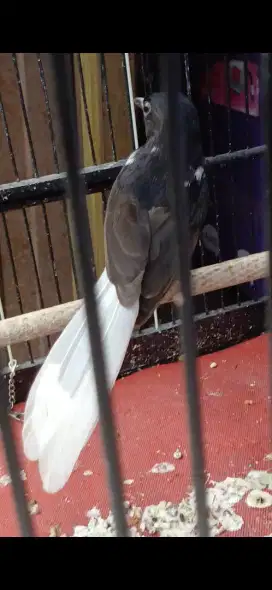 Murai betina blorok ekor putih